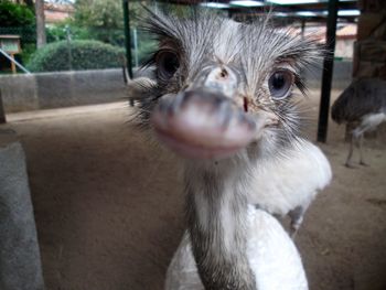 Close-up portrait of emu at zoo