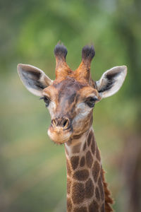 Close-up portrait of a giraffe