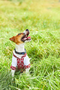 Cute puppy jack russell terrier- a patriot of ukraine