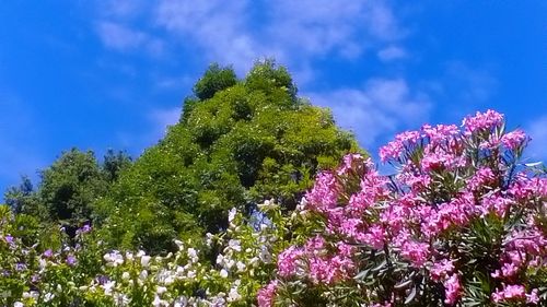 Flowers growing on tree against sky