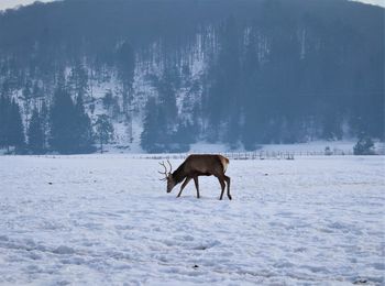 Deer on field against mountain during winter