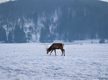 Horse on field during winter
