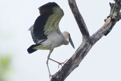 Low angle view of bird perching on tree against sky