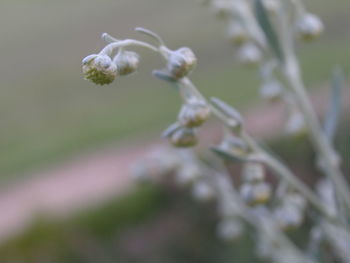 Close-up of flower against blurred background