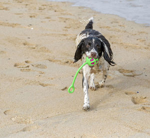 Dog sitting on sand at beach