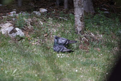 High angle view of bird on field