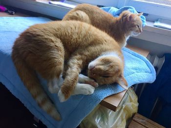 High angle view of ginger sleeping cat