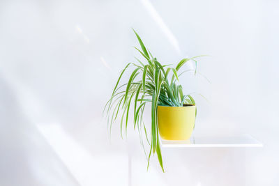 Close-up of potted plant on table