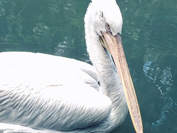 pelican
