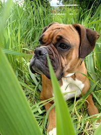 Close-up of dog