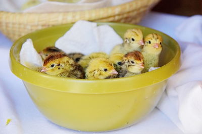 Close-up of quail chicks in bowl on table