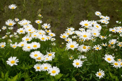 Close-up of white daisy flowers on field