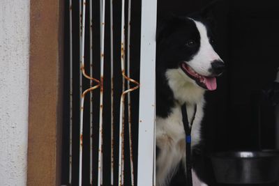 Close-up of dog looking away