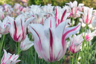 Close-up of pink flowers in park