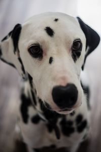 Close-up portrait of dog - dalmatian 