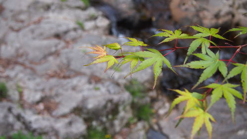 Close-up of flowering plant