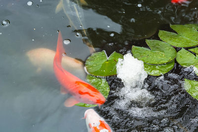 High angle view of koi carps swimming in water