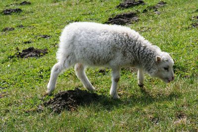 Sheep walking in a field