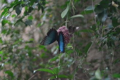 View of bird flying against blurred background