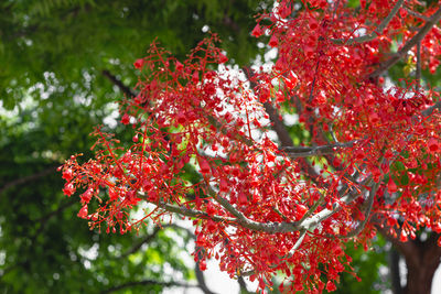 Close-up of red maple leaves on tree