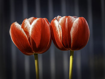 Two dual colored red-white tulips on a dark background