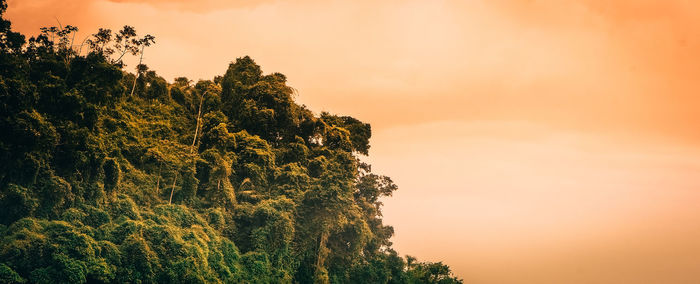 Low angle view of trees against sky during sunset