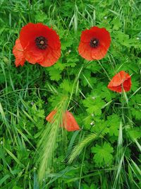 High angle view of red poppy flowers