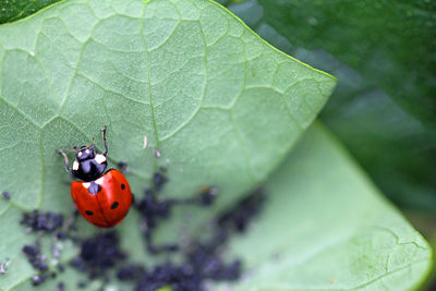 Close-up of ladybug on leaf