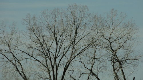 Low angle view of bare trees against clear sky