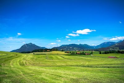 Scenic view of agricultural field against blue sky