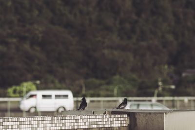 Birds perching on railing