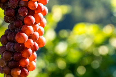 Close-up of grapes growing on plant