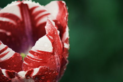 Close-up of fresh wet red flower