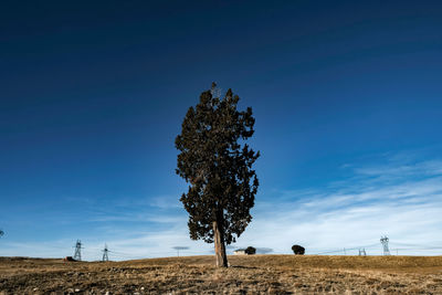 Tree on field against sky