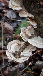 Close-up of wood