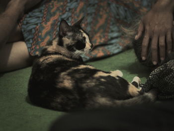 Close-up of cat lying down