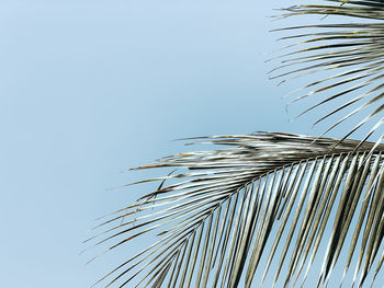 Low angle view of coconut palm tree against clear sky