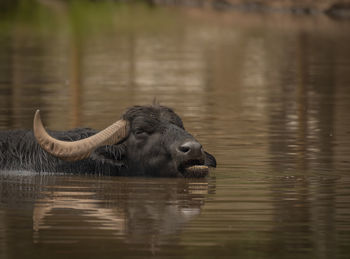 Buffalo drinking water