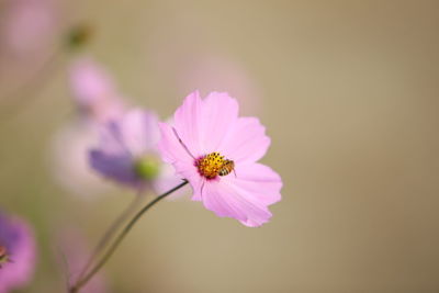 Close-up of pink cosmos flower