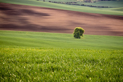 Scenic view of green and brown fields in beautiful wavy countryside. single tree background 