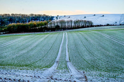 Scenic view of agricultural field against sky