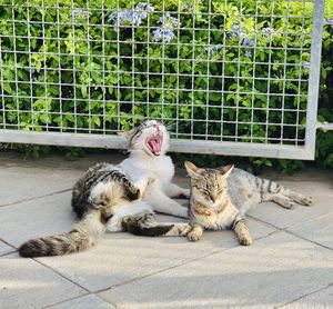 Cat lying on footpath