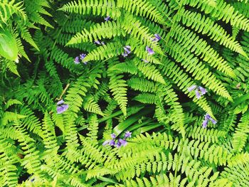 High angle view of fern leaves on tree