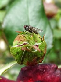 Close-up of insect on flower