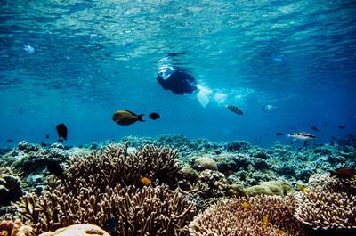 View of fish swimming in sea