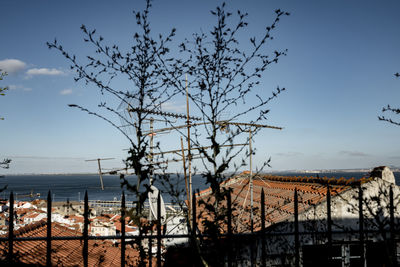 Tree and buildings by sea against sky