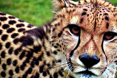 animal
