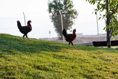 View of birds on grassy field