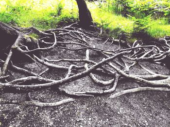 High angle view of tree roots on field