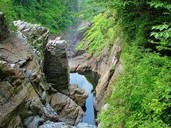 Plants growing on rocks by river in forest